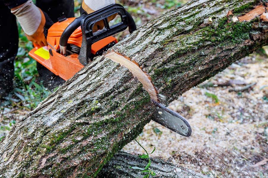 Person using a chainsaw to cut through a fallen tree trunk.