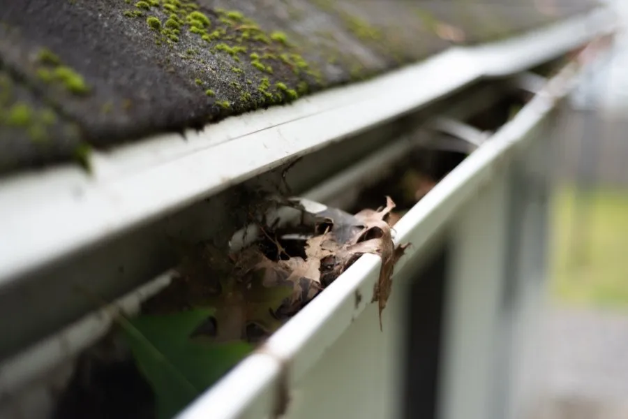 Clogged gutter filled with leaves and moss.